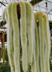 Monkey Tail Cactus Seeds ~ Cacti ~ Grow Your Own ~ Spring Flowers ~ Instead of Flowers ~ Cool Cactus