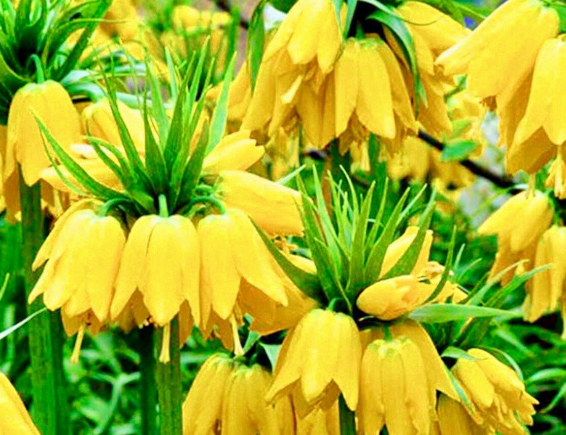 Yellow Crown Imperialis Seeds ~ Fritillaria Imperialis ~ Exotic ~ Unique ~ Fun ~ Bees ~ Butterflies ~ Beautiful Flowers ~ Dr Seuss