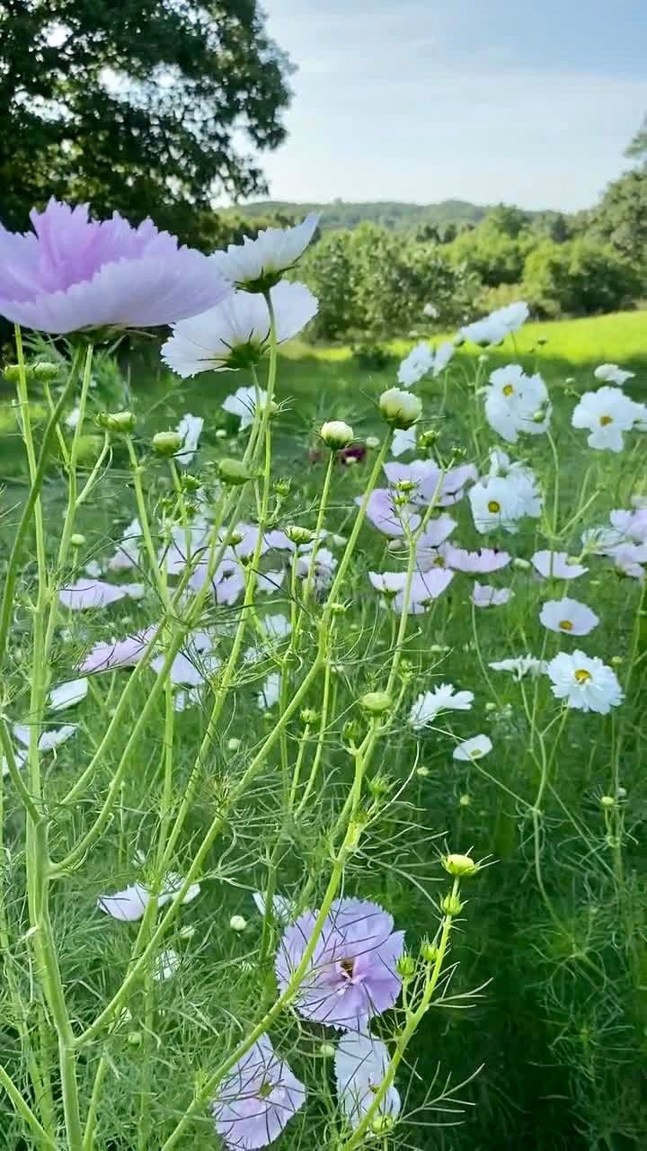 Cosmos Cupcake Blush Seeds ~ Cosmos ~ Cool Flowers ~ Grow Your Own ~ Butterflies ~ Bees ~ Annual ~ Summer ~ Spring ~ Bouquets