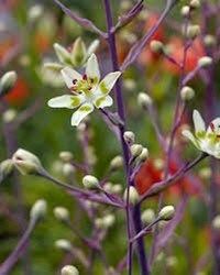 Zigadenus Elegans Seeds ~ Anticlea Elegans ~ Plants ~ Garden ~ Grow Your Own ~ Spring Flowers ~ Instead of Flowers