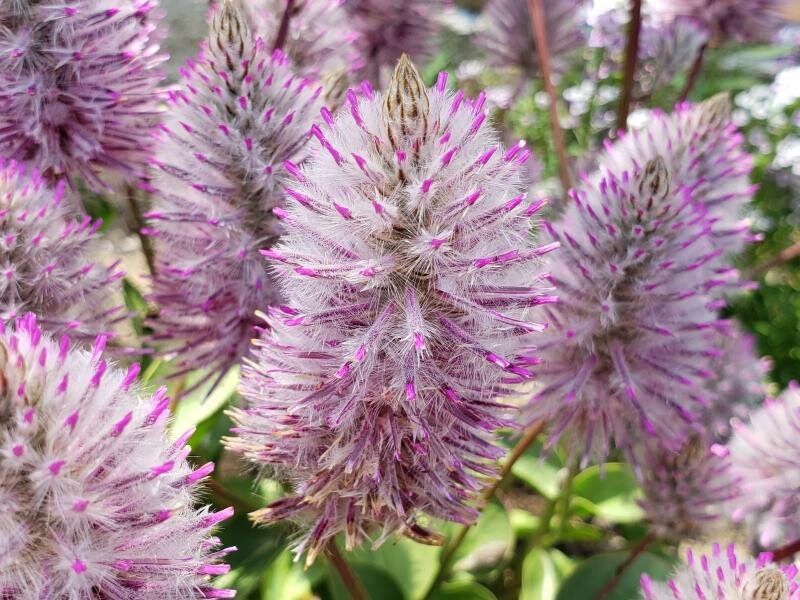 Ptilotus Joey Seeds ~ Joey Improved Ptilotus ~ Ptilotus Exaltatus ‘Joey Improved’ ~ Pretty Flower