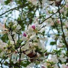 White Orchid Tree Seeds ~ Bauhinia Purpurea ~ Alba ~ Usual Flowers ~ Exotic Flower ~ Fragrant Flowers