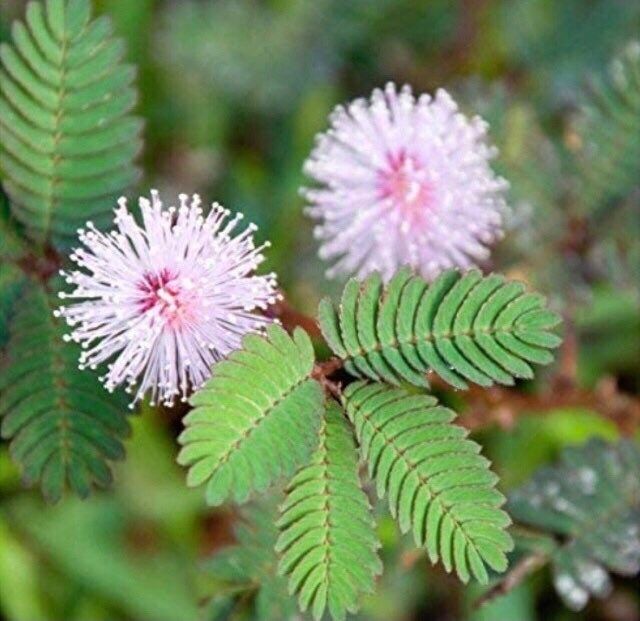 RARE Mimosa Pudica Plant~Touch-Me-NOT Baby Plant with Ceramic Face Pot~Sleepy Plant~Sensitive Plant~Shame Plant~Action Plant~Zombie Plant