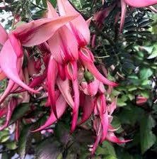 Clianthus Puniceus ‘Pink Flamingo’ Seeds ~ Spring Flowers ~ Instead of Flowers ~ Presents ~ Gifts ~ Sympathy ~ Rare