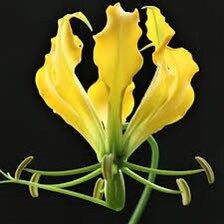 Gloriosa Lutea Seeds ~ Rare ~ Grow Your Own ~ Spring Flowers ~ Instead of Flowers ~ Presents