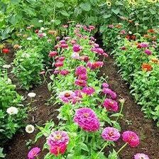 Zinnia Dwarf “Thumbelina” Seeds ~ Flower Seeds ~ Plants ~ Garden ~ Grow Your Own ~ Spring Flowers ~ Instead of Flowers ~ Flowers