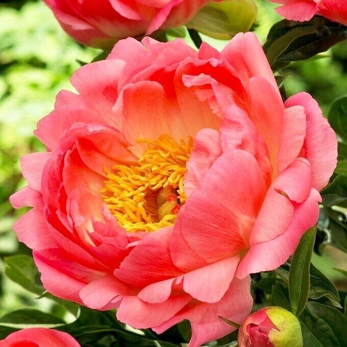 Coral Sunset Peony Seeds ~ Peonies ~ Flowers ~ Flower ~ Bouquets ~ Wedding Flowers ~ Heirloom Seeds ~ Garden ~ Gardening ~ Decor