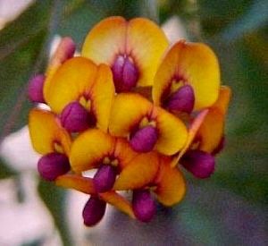 Rare Bookleaf Seeds ~ Daviesia Cordata ~ Grow Your Own ~ Spring Flowers ~ Purple