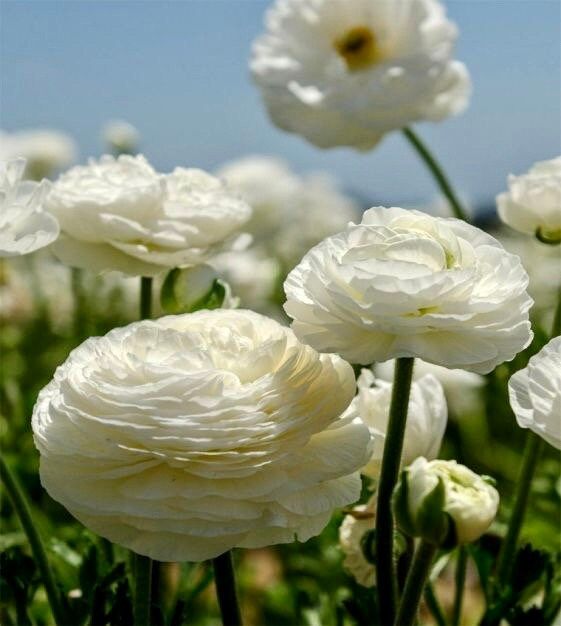 White Double Ranunculus Seeds ~ Wedding Bouquet ~ Flowers ~ Heirloom ~ Fragrance ~ Spring ~ Bouquets for Weddings