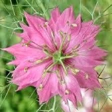 Nigella Miss Jekyll Rose Seeds ~ Love-in-the-Mist ~ Spring Flowers ~ Spring Time ~ Bouquets ~ Fresh Flowers