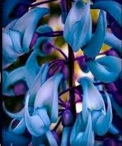 Rare Blue Jade Vine Seeds ~ Mucuna Benettii ~ Mucuna Bennettii ~ Mucuna Warburgii ~ Mucuna Albertisii ~ Mucuna ~ Heirloom ~ Exotic