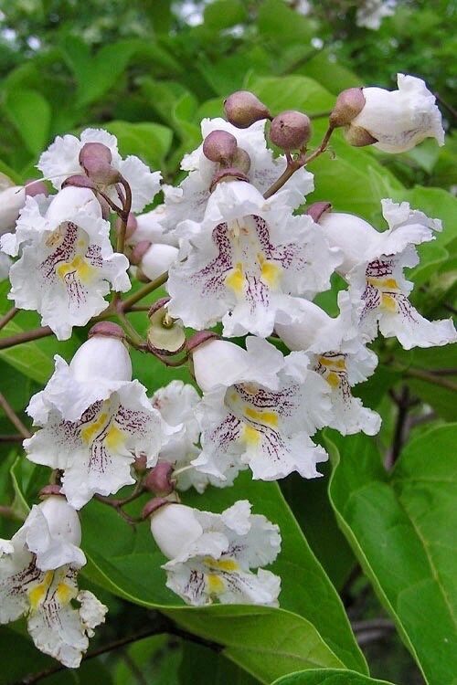 Showy Catalpa Tree Seeds ~ Catawba Catalpa Speciosa ~ Flowers ~ Home Garden ~ Exotic Flower ~ Rare