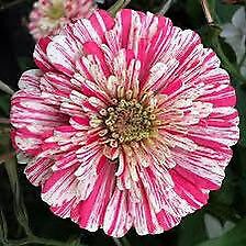 Zinnia “Peppermint Stick” Seeds ~ Holiday ~ Plants ~ Garden ~ Grow Your Own ~