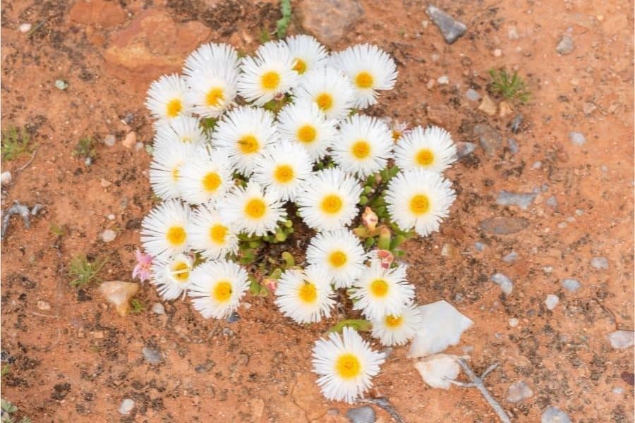 Monilaria Moniliformis Seeds ~ Bunny Succulents ~ Monilaria Obconica ~ Easter ~ Cool Plants ~ Easy Care