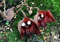 Darth Vader Flower Seeds ~ Aristolochia Salvadorensis ~ Usual Flowers ~ Exotic ~ Unique Flowers ~ Funky Plants