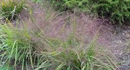 Purple Love Grass Seeds ~ Eragrostis Spectabilis ~ Unusual ~ Garden ~ Dried Flowers ~ Boho ~ Bouquets