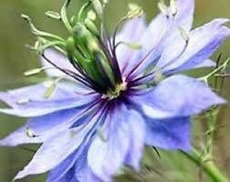 Nigella Damascena Miss Jekyll Light Blue Seeds ~ Love-in-the-Mist ~ Rare ~ Rare Plants