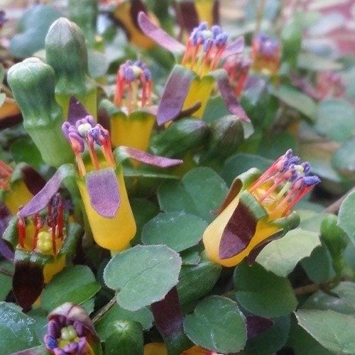 The Creeping Fuchsia Seeds ~ Fuchsia Procumbens ~ Exotic ~ Unique ~ Fun ~ Bees ~ Butterflies ~ Beautiful Flowers