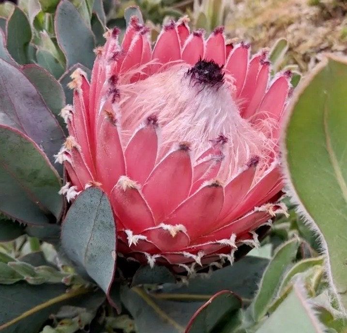 Rare Giant Queen Protea Magnifica Protea Seeds ~ "Woolly Beard" ~ Garden ~ Flower ~ Plant ~ Exotic ~ Tropical ~ Bouquet ~ Flowers