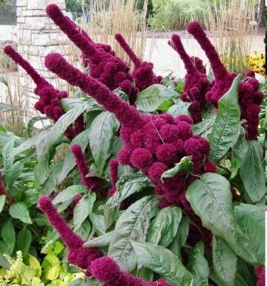 Amaranth Elephant Head Seeds ~ Amaranthus Gangeticus ~ Unique ~ Dried Flowers ~ Bouquets ~ Bizarre