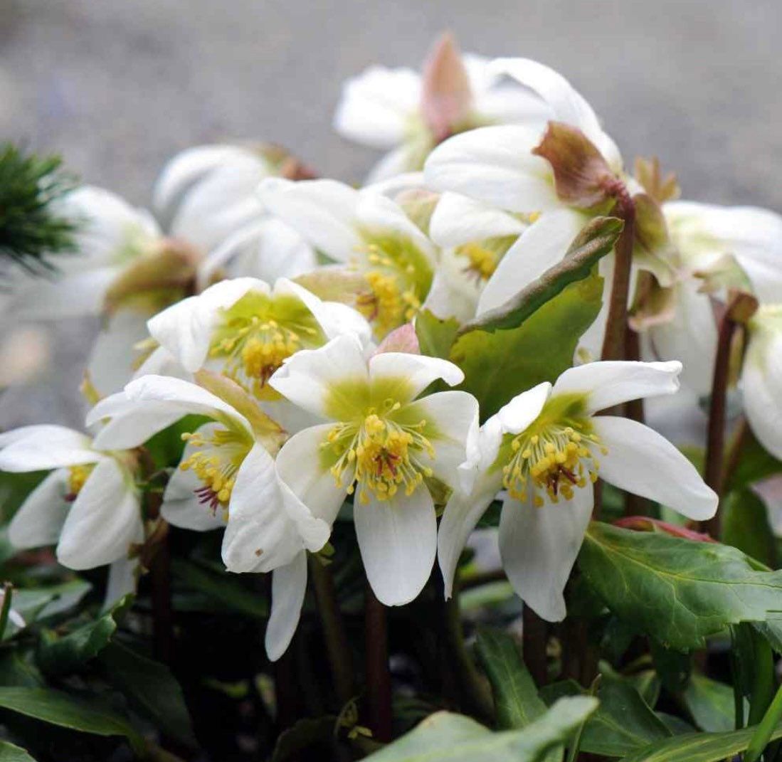 Christmas Rose Seeds ~ Helleborus Niger ~ Plants ~ Garden ~ Grow Your Own ~ Spring Flowers ~ Instead of Flowers ~ Presents