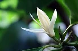 Michelia Alba Seeds ~ Usual Flowers ~ Exotic Flower