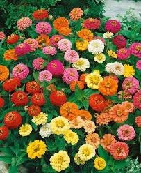 Zinnia Dwarf “Thumbelina” Seeds ~ Flower Seeds ~ Plants ~ Garden ~ Grow Your Own ~ Spring Flowers ~ Instead of Flowers ~ Flowers