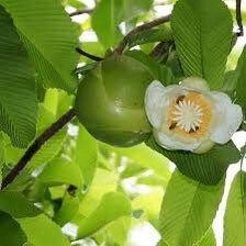 Rare Elephant Apple Tree Seeds ~ Ou Tenga ~ Dillenia Indica ~ Tropical ~ Plants ~ Garden ~ Grow Your Own ~ Spring Flowers