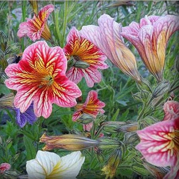 Salpiglossis Seeds ~ Painted Tongue ~ plants ~ Garden ~ Grow Your Own ~ Spring Flowers ~ Instead of Flowers ~ Flowers