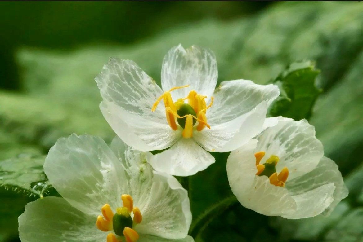 rare heirloom flower seeds Skeleton Flower Seeds ~ Crystal Flower ~ Gray’s Double-Leaf ~ Twoflower ~ Diphylleia Grayi ~ Cool Flowers ~ Rare ~ Heirloom Seeds