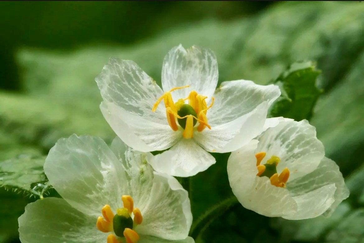 Skeleton Flower Seeds ~ Crystal Flower ~ Gray’s Double-Leaf ~ Twoflower ~ Diphylleia Grayi ~ Cool Flowers ~ Rare ~ Heirloom Seeds