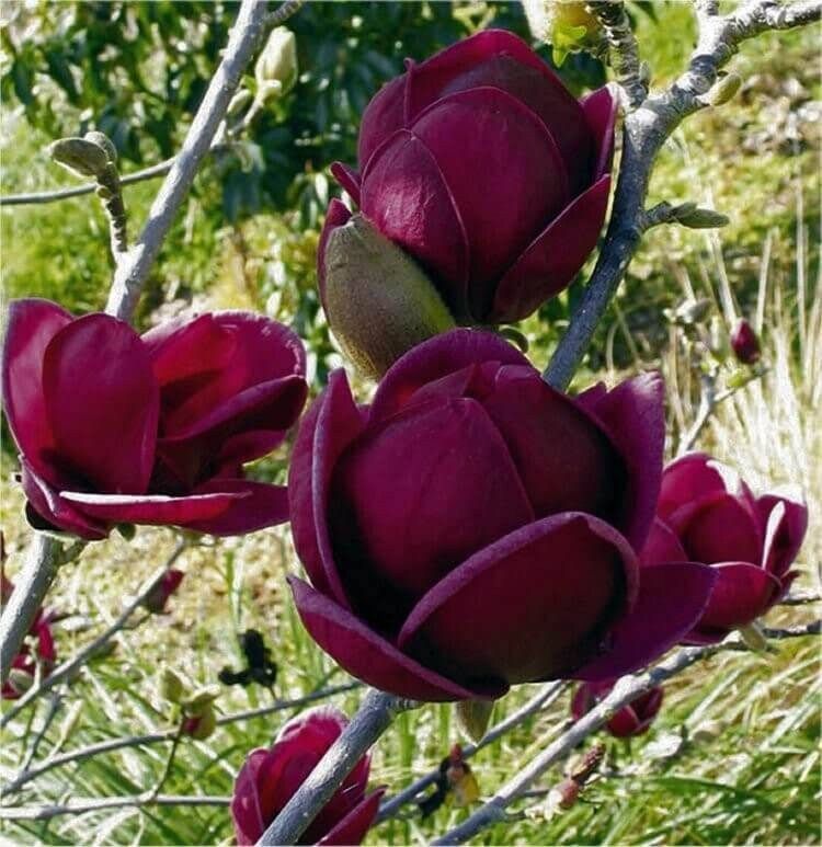 Genie Dark Red Yulan Magnolia Tree Seeds ~ Fragrant Flowers ~ Home Garden ~ Exotic Flower ~ Rare