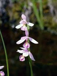 Pogonia Ophioglossoides Orchid Starter Grow Kits ~ Snakemouth Orchids ~ Rose Pogonia ~ Stocking Stuffers