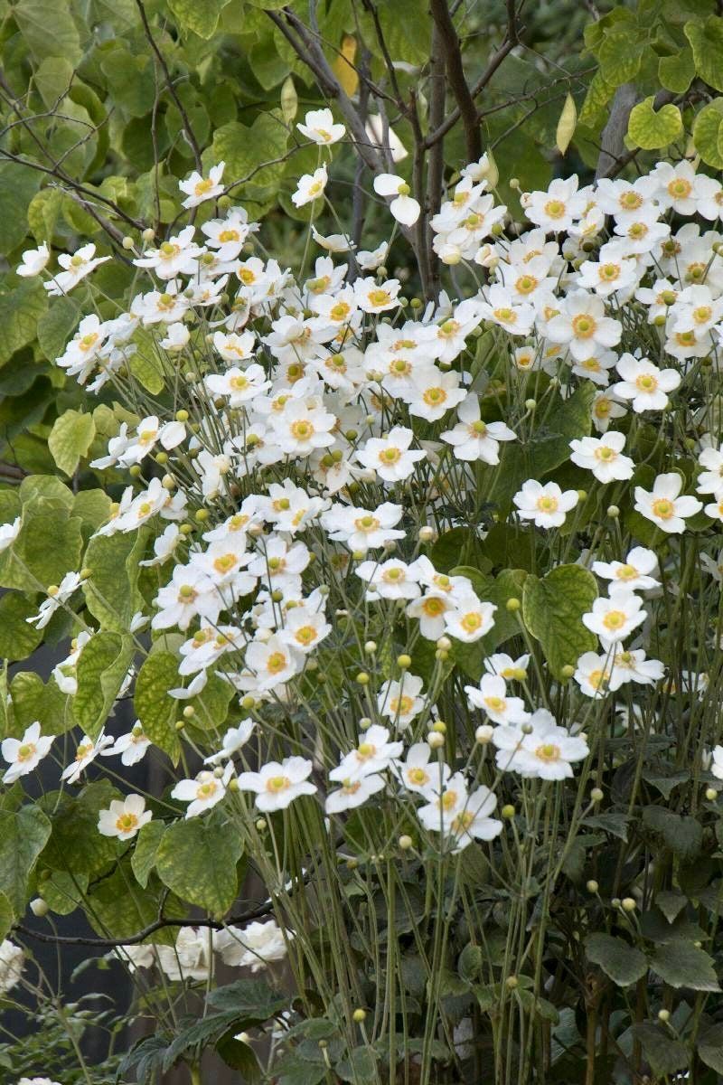 White Japanese Anemone Seeds ~ Anemone Hupehensis ~ Thimbleflower ~ Wildflowers ~ Heirloom ~ Bouquet ~ Fresh Cut Flowers ~ Wedding