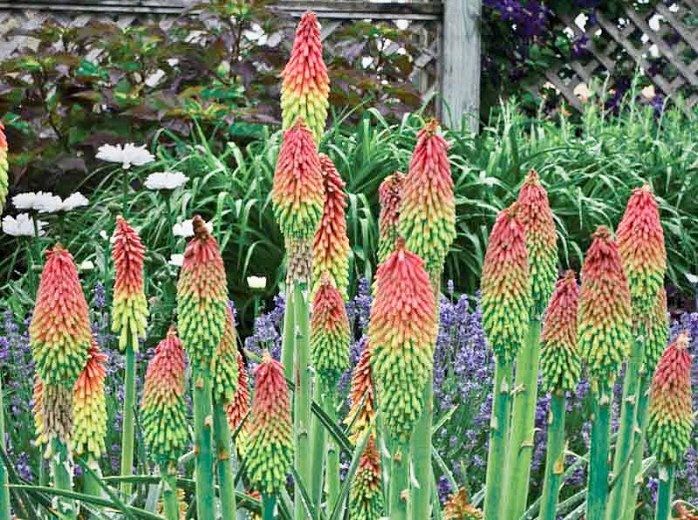 Kniphofia “Fire Dance” Seeds ~ Red Hot Poker ~ Torch Lily ~ Tritoma ~ Rare ~ Exotic ~ Easy Care