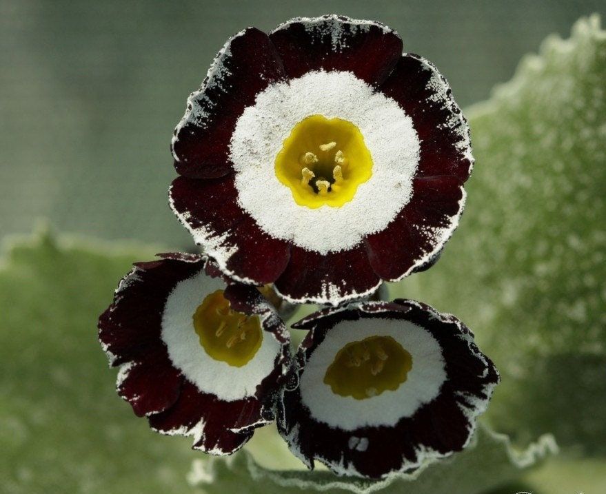 Primula Auricula Seeds ~ Auricula ~ Mountain Cowslip ~ Bear’s Ear ~ Flowers ~ Houseplant