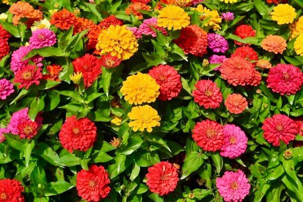 Zinnia California Giants Seeds ~ Flower Seeds ~ Plants ~ Garden ~ Grow Your Own ~ Spring Flowers ~ Instead of Flowers ~ Flowers