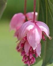 Pink Medinilla Magnifica Seeds ~ Rose Grape ~ Pink Lantern Plant ~ Chandelier Tree ~ Snowy Medinilla ~ Malaysian Orchid