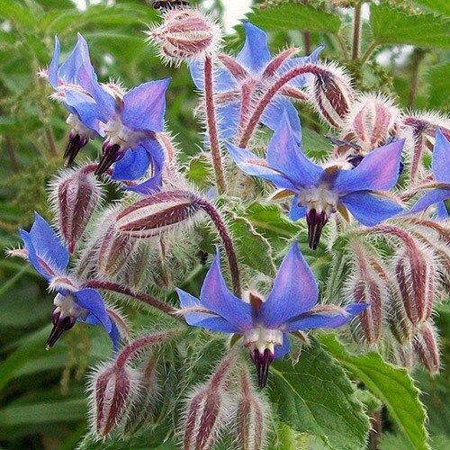 Blue Borage Seeds ~ Starflower ~ Plants ~ Garden ~ Grow Your Own ~ Spring Flowers ~ Heirloom Seeds