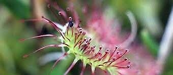 Drosera Rotundifolia Seeds ~ Roundleaf Sundew ~ Carnivorous Plants ~ Sundews ~