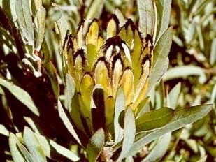 South African Burchell's Sugarbush Seeds ~ Protea Burchellii ~ Bouquets ~ Plants ~ Rare ~ Grow Your Own ~Tropical Flowers ~ Exotic Flowers