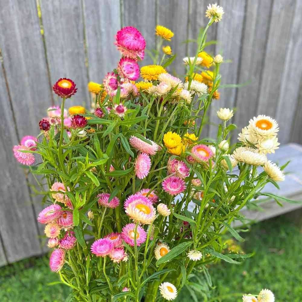 Mix Swiss Giant Strawflower Seeds ~ Golden Everlasting ~ Flower ~ Seeds ~ Gifts ~ Grow Your Own ~ Spring Flowers ~ Instead of Flowers