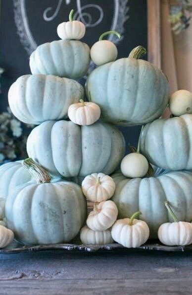 Rare Blue Spotted Pumpkin Seeds ~ Cucurbita ~ Autumn ~ Garden ~ Flower ~ Plant ~ Kids ~ Grow ~ Flowers