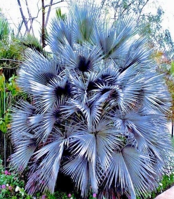 Mexican Blue Hesper Palm Tree Seeds ~ Brahea Armata ~ Mexican Blue Palm Tree ~ Grey Goddess Tropical ~ Exotic ~ Palm ~ Blue ~ Garden ~ Plams