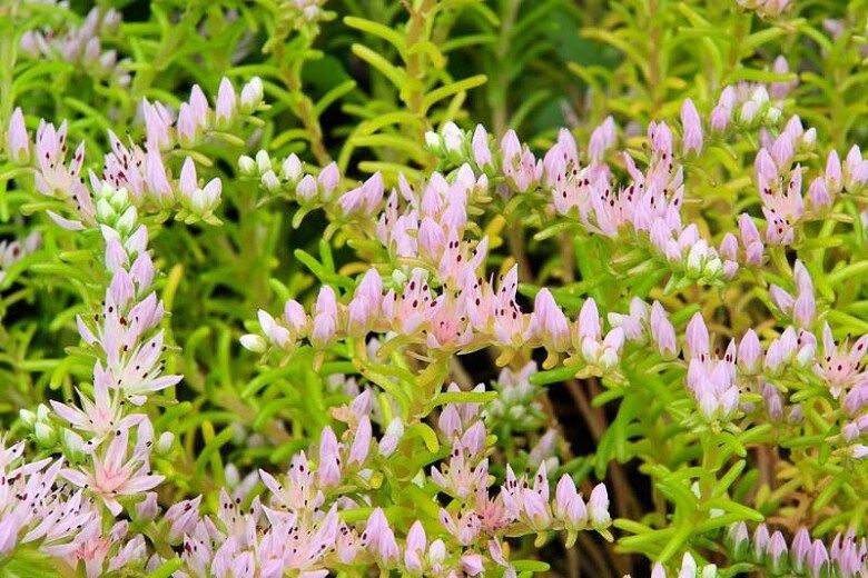 Sedum Pulchellum Seastar Seeds ~ Grow Your Own ~ Spring ~ Houseplants