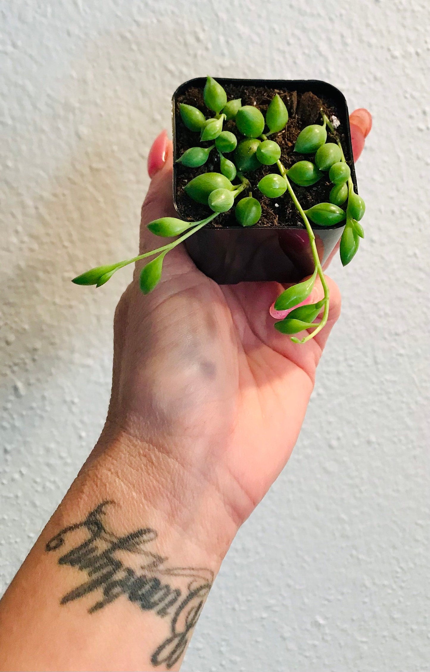 Senecio Herreanus ~ String of Tears ~ Senecio ~ String of Beads ~ String of Tears ~ String of Watermelons, Gooseberry Plant ~ String of Rain