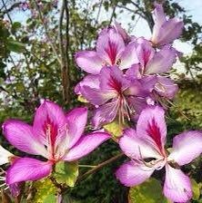 Geranium Orchid Tree Seeds ~ Bauhinia Purpurea ~ Usual Flowers ~ Exotic Flower