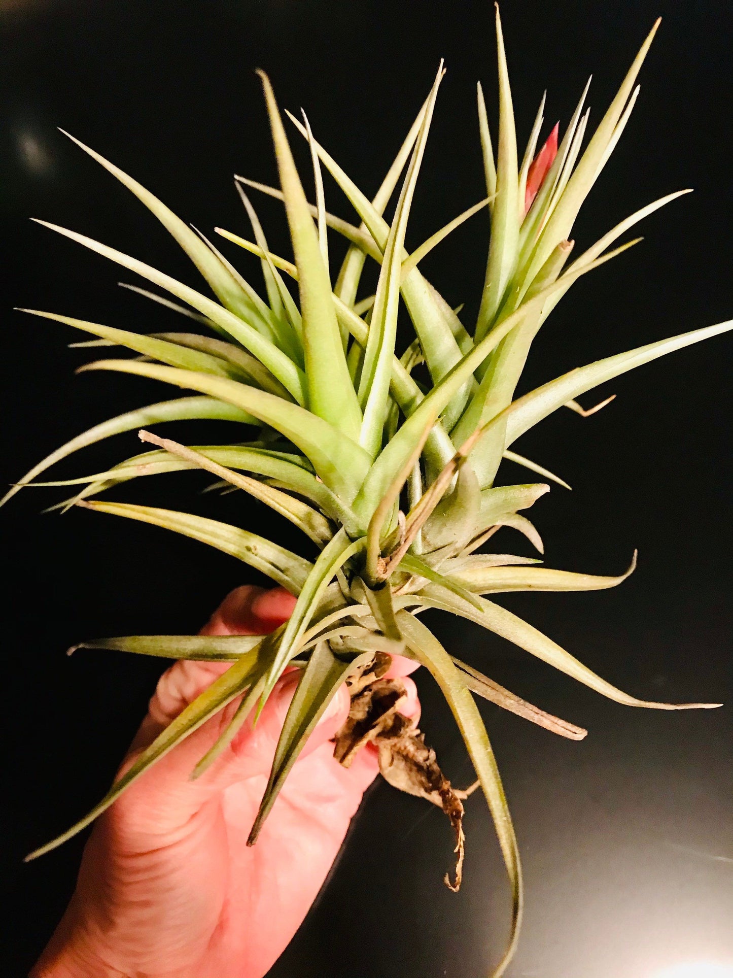 Blooming Mad Pupper ~ Tillandsia Bergeri ~ Tillandsia ~ Air Plant ~ Bromeliad ~ Succulent ~ Live Plant ~ Easy Care Plant