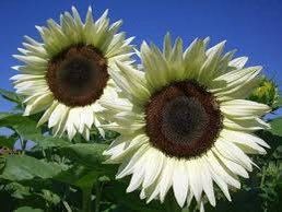 White Nite Sunflower Seeds ~ Helianthus Annuus ~ Pretty Flowers ~ Garden ~ Fall ~ Heirloom Seeds ~ Autumn