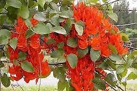 Rare Red Jade Vine Seeds ~ Mucuna Benettii ~ Mucuna Bennettii ~ Mucuna Warburgii